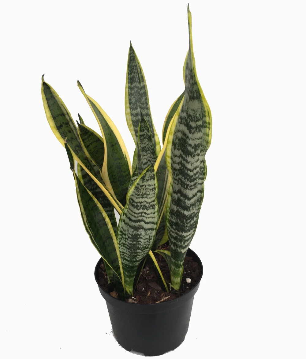 Laurentii Snake Plant - Sansevieria - Impossible To Kill! - 6" Pot
