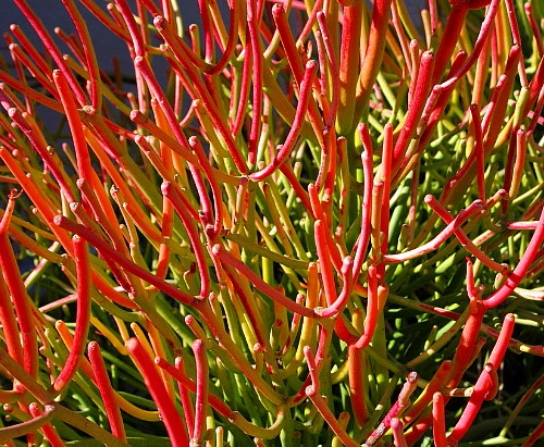Firesticks Pencil Cactus - Euphorbia - Easy To Grow/Hard To Kill! - 6" Pot