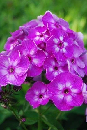 Max Frei Hardy Geranium - Bloody Cranesbill - Live Plant - Gallon Pot - Image 2
