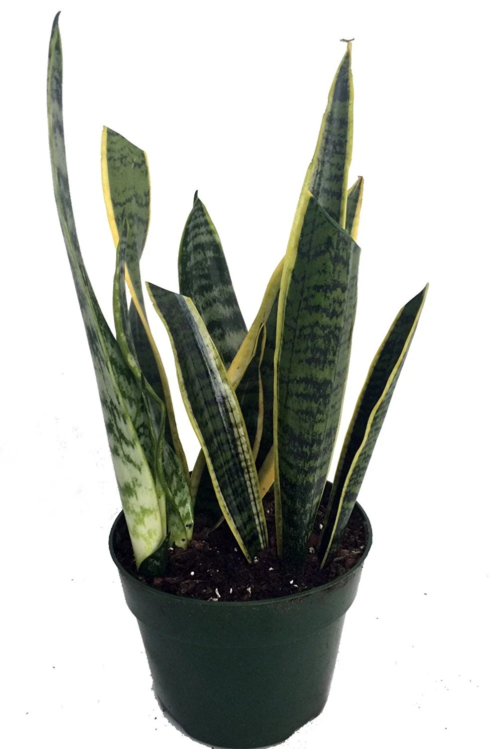 Snake Plant, Mother-In-Law's Tongue - Sansevieria - 6" Pot - Image 2