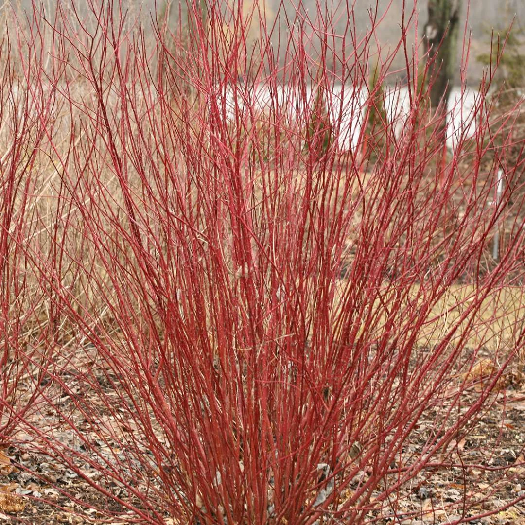 ARCTIC FIREĀ® Red - Redtwig Dogwood -Proven Winner-4" Pot
