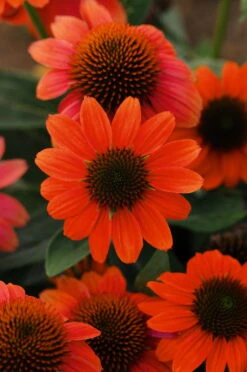 Hot Coral Sombrero® Coneflower Perennial - Echinacea - Gallon Pot