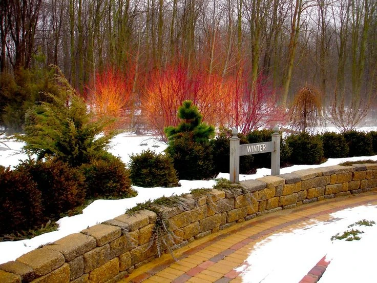 ARCTIC FIREĀ® Red - Redtwig Dogwood -Proven Winner-4" Pot - Image 3