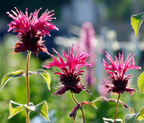 Raspberry Wine Bee Balm - Monarda - Bright Red & Pink - Live Plant - Quart Pot - Image 2