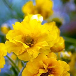 Lady Stratheden Avens Perennial - Geum - Quart Pot