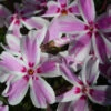 Candy Stripes Creeping Phlox Perennial - Live Plant - Quart Pot