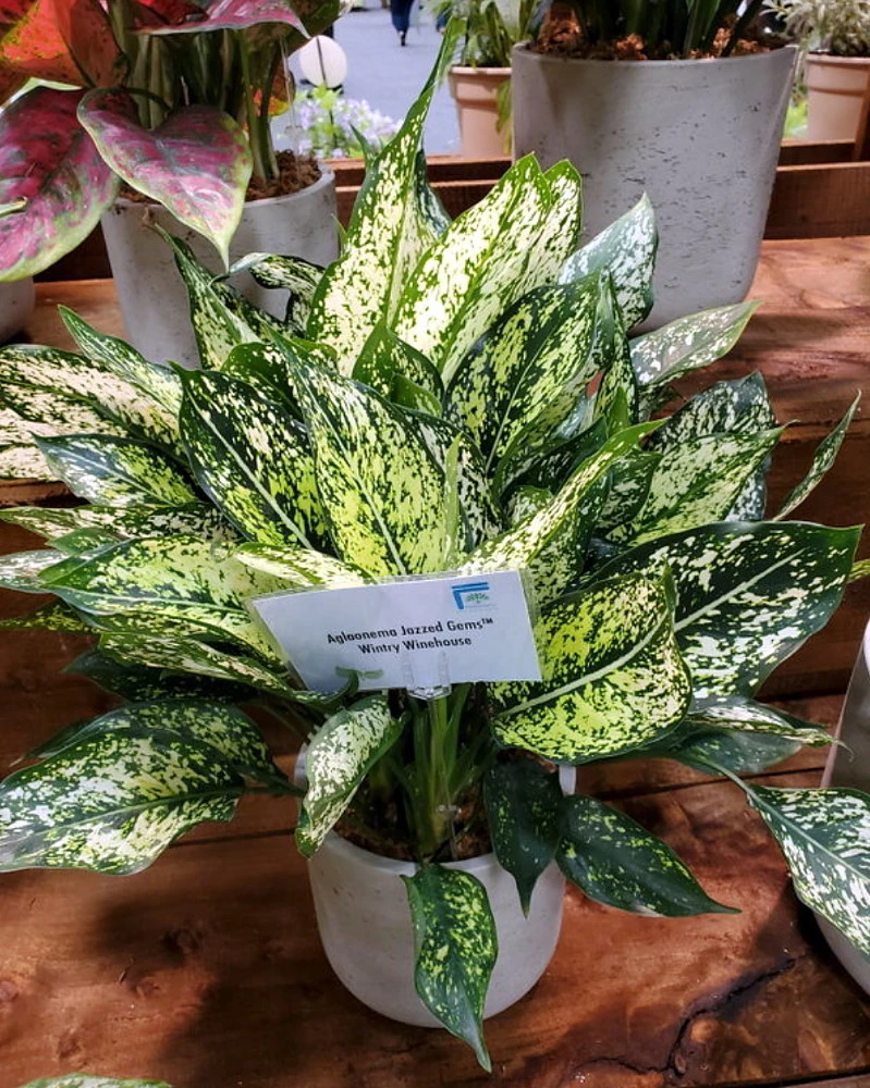 Wintry Winehouse Chinese Evergreen Plant - Aglaonema - Low Light - 4" Pot - Image 2