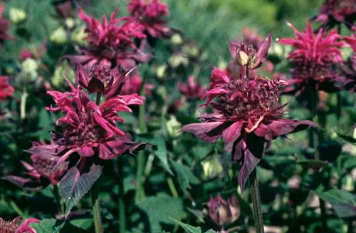 Raspberry Wine Bee Balm - Monarda - Bright Red & Pink - Live Plant - Quart Pot - Image 4