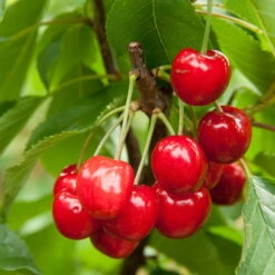 Joy Bush Cherry Plant - 3.25" Pot - Red Cherry Fruit In Late Summer