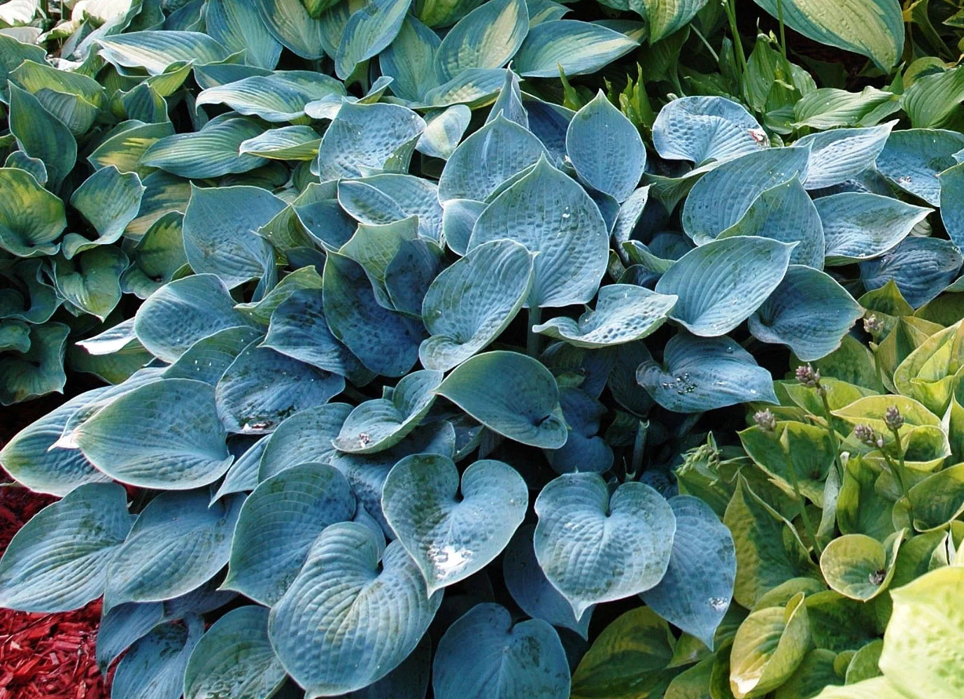 Halcyon Hosta - Gorgeous Medium Size Deep Green/Blue! - Live Plant - Quart Pot - Image 2