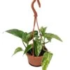 Marble Queen Devil's Ivy - Pothos - 4" Mini Hanging Basket