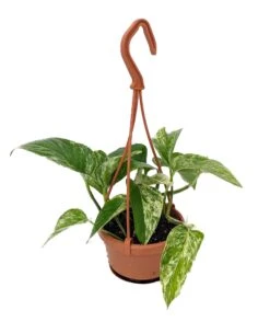 Marble Queen Devil's Ivy - Pothos - 4" Mini Hanging Basket