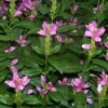 Hot Lips Turtlehead Perennial - Chelone Lyonii - Quart Pot