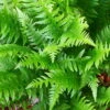 Japanese Beech Hardy Fern - Thelypteris Decursive-pinnata - Quart Pot