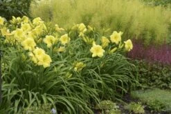 Rainbow Rhythm® Going Bananas Daylily - Hemerocallis-Gallon Pot - Proven Winners