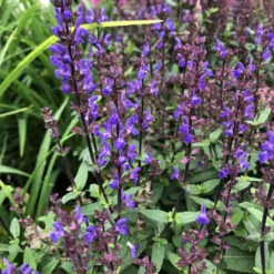 Caramia Salvia Perennial - Long Bloomer - Quart Pot