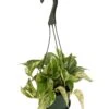 Marble Queen Devil's Ivy - Pothos - Epipremnum - 6" Hanging Basket