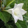 Portlandia Grandiflora Plant - Vanilla Fragrance At Night - Indoors/Out - 4" Pot