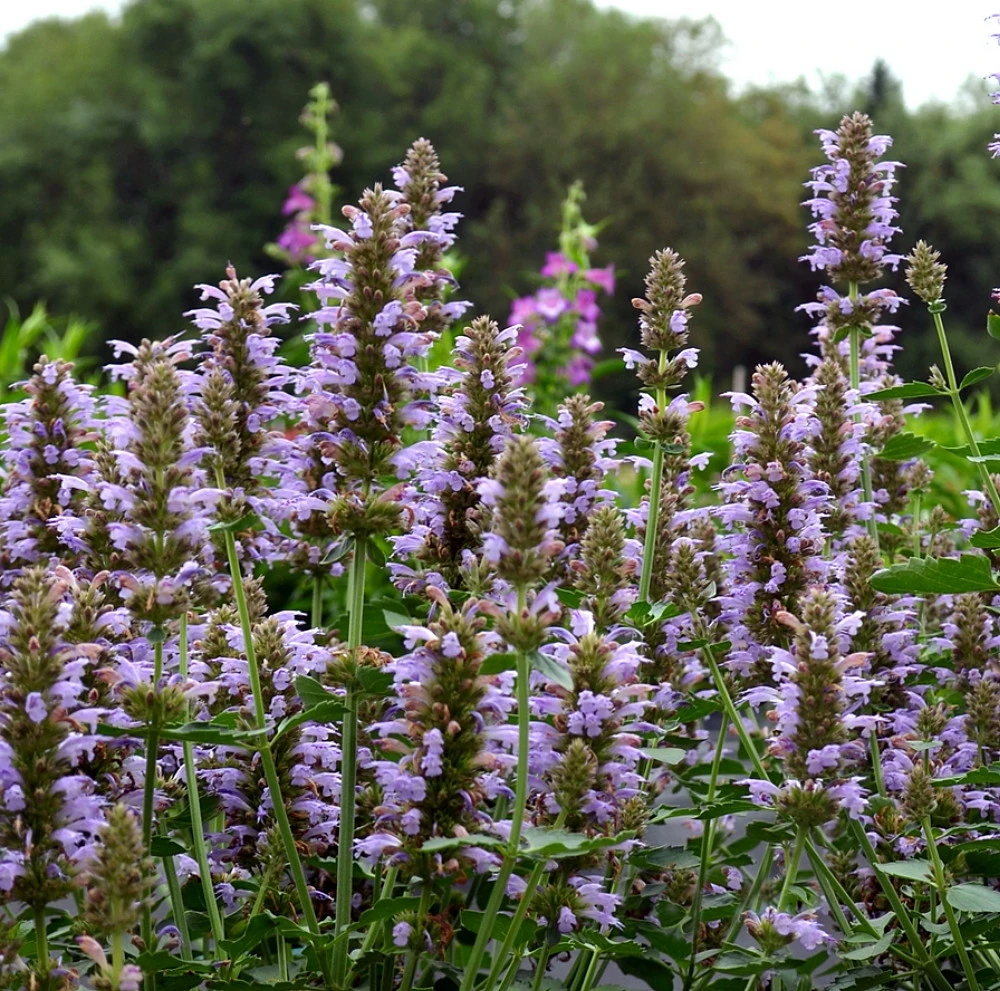 Silver Blue Kudos Hummingbird Mint- Agastache- Anise Hyssop- Live Plant- Qt. Pot