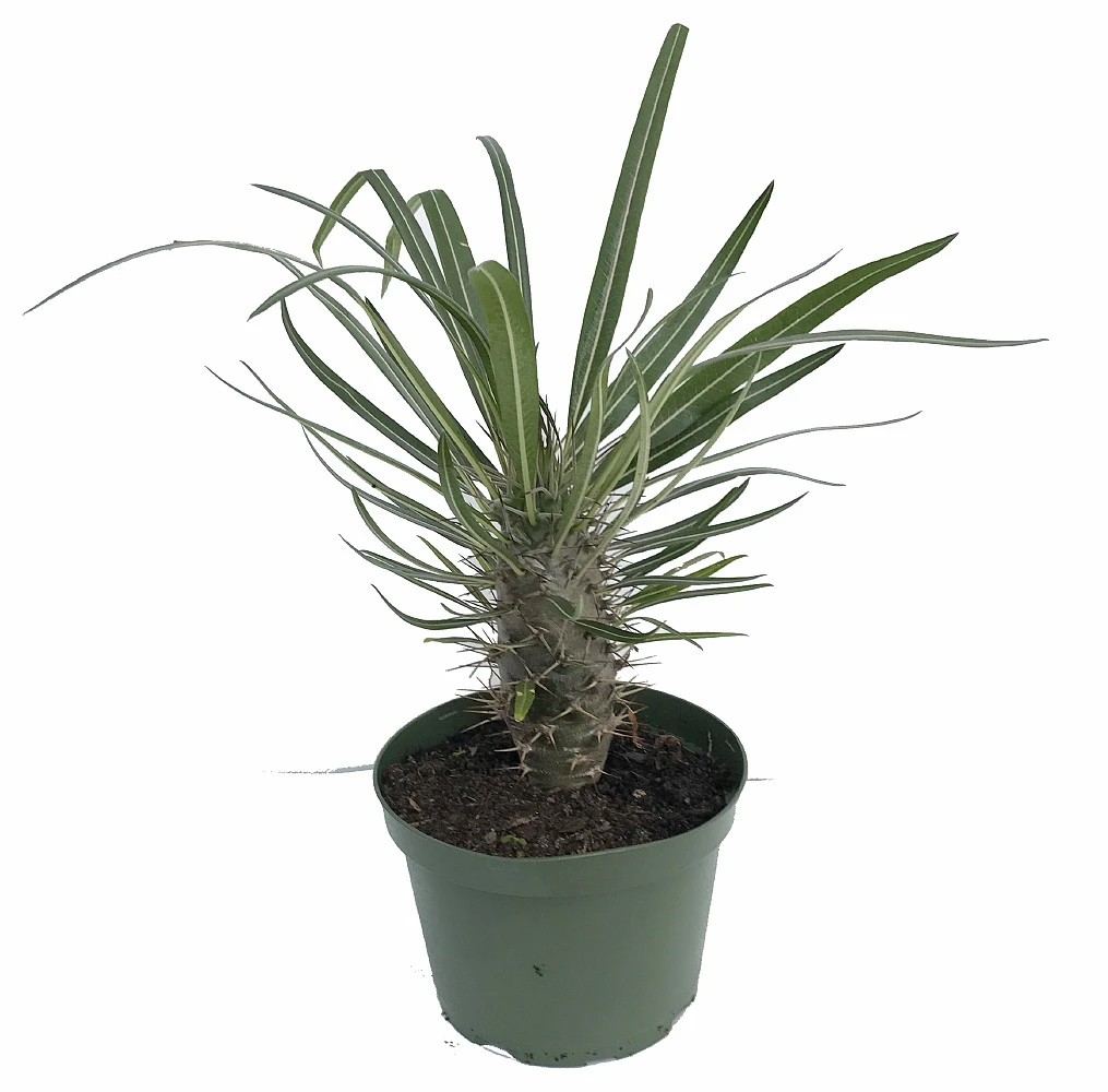 Madagascar Palm - Pachypodium Lamerei - Exotic & Easy! - 6" Pot