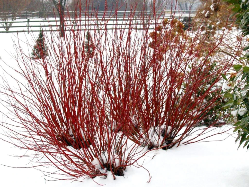 ARCTIC FIREĀ® Red - Redtwig Dogwood -Proven Winner-4" Pot - Image 4