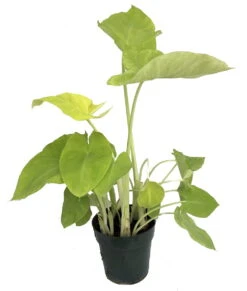 Lime Zinger Elephant Ear Plant - Xanthosoma - Indoors Or Out - 6" Pot