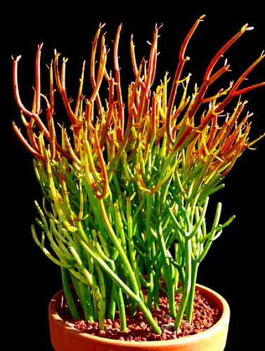 Firesticks Pencil Cactus - Euphorbia - Easy To Grow/Hard To Kill! - 6" Pot - Image 3
