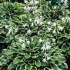 So Sweet Hosta - Hosta Of The Year 1996 - Quart Pot
