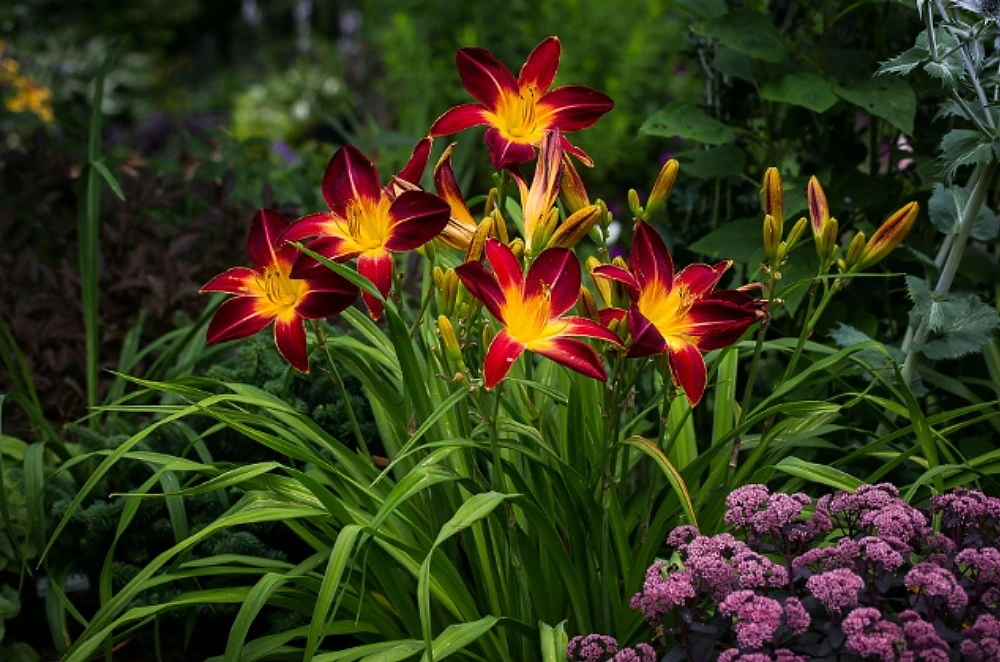 Rainbow Rhythm® Storm Shelter Daylily - Hemerocallis - Gallon Pot -Proven Winners - Image 2