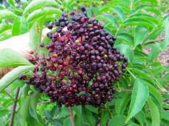 Bob Gordon Elderberry Perennial Shrub - Sambucus - 3.25" Pot