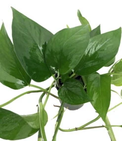 Jade Devil's Ivy - Pothos - Epipremnum - 6" Pot