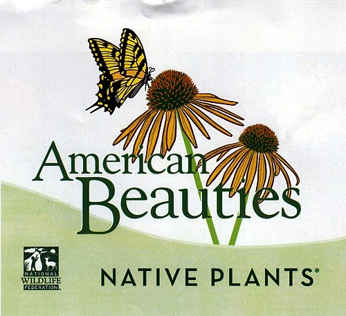 Adams Elderberry Perennial Shrub - Sambucus - 3.25" Pot - Image 2