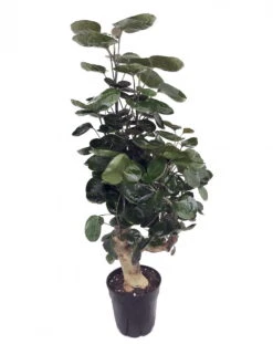 Fabian Japanese Ming Aralia Tree - Polyscias - Indoor - 6" Pot - Thick Trunk