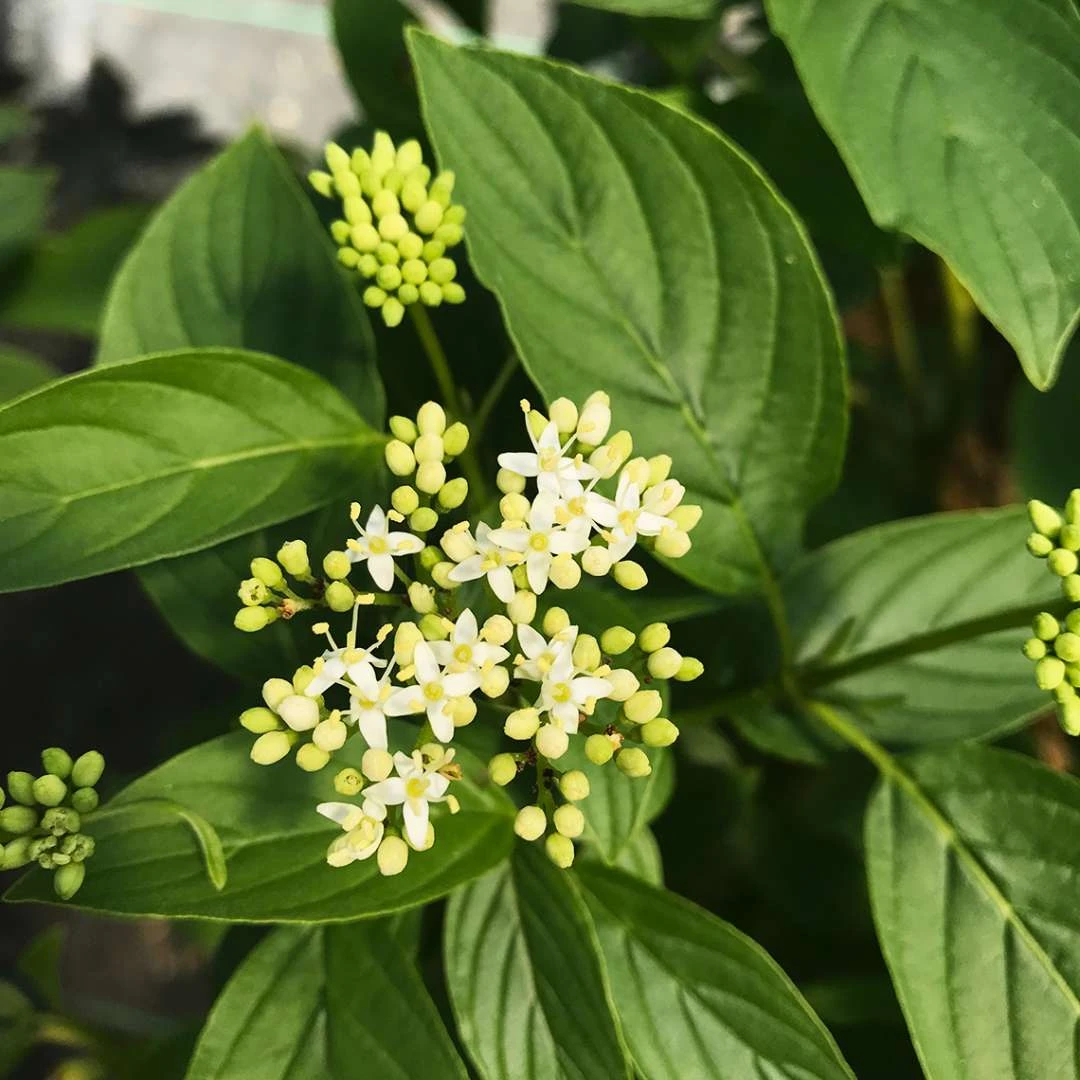 Arctic Fire® Yellow - Cornus Sericea - Redtwig Dogwood - Proven Winners - 4" Pot - Image 2
