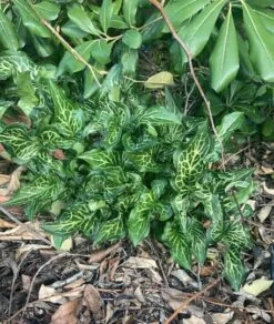 Italian Arum Bulbs Aka Winter Caladium