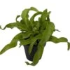 Hurricane Bird's Nest Fern - Asplenium Antiquum - 4" Pot