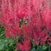 Hot Pearls® Astilbe - Shade Perennial - Live Plant - Gallon Pot