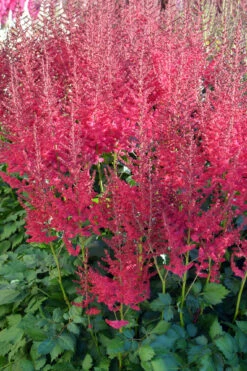 Hot Pearls® Astilbe - Shade Perennial - Live Plant - Gallon Pot