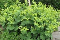 Auslese Lady's Mantle Perennial - Alchemilla - Live Plant - Quart Pot