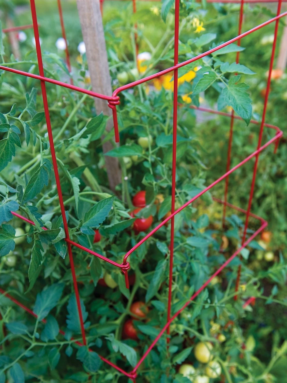 XL Pro Series Cage - Red - Image 2