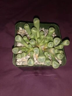 Soul Peace Bundle - Baby Toes Succulent - Fenestraria Rhopalophylla