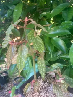 Begonia Medora Angelwing | Rooted Plant