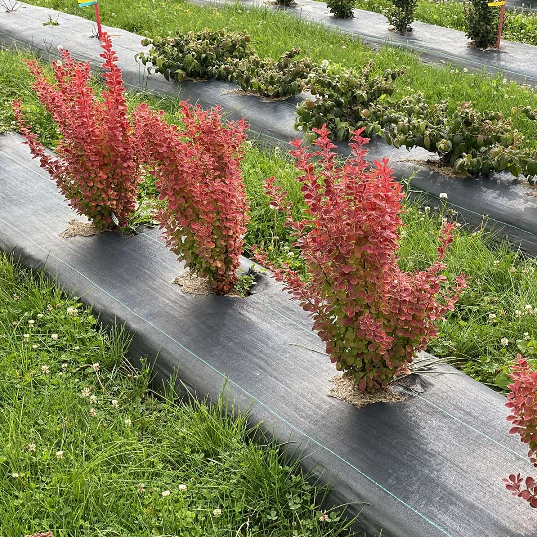 SUNJOY ORANGE PILLAR™ - Barberry - Berberis- Proven Winners - 4" Pot - Image 4