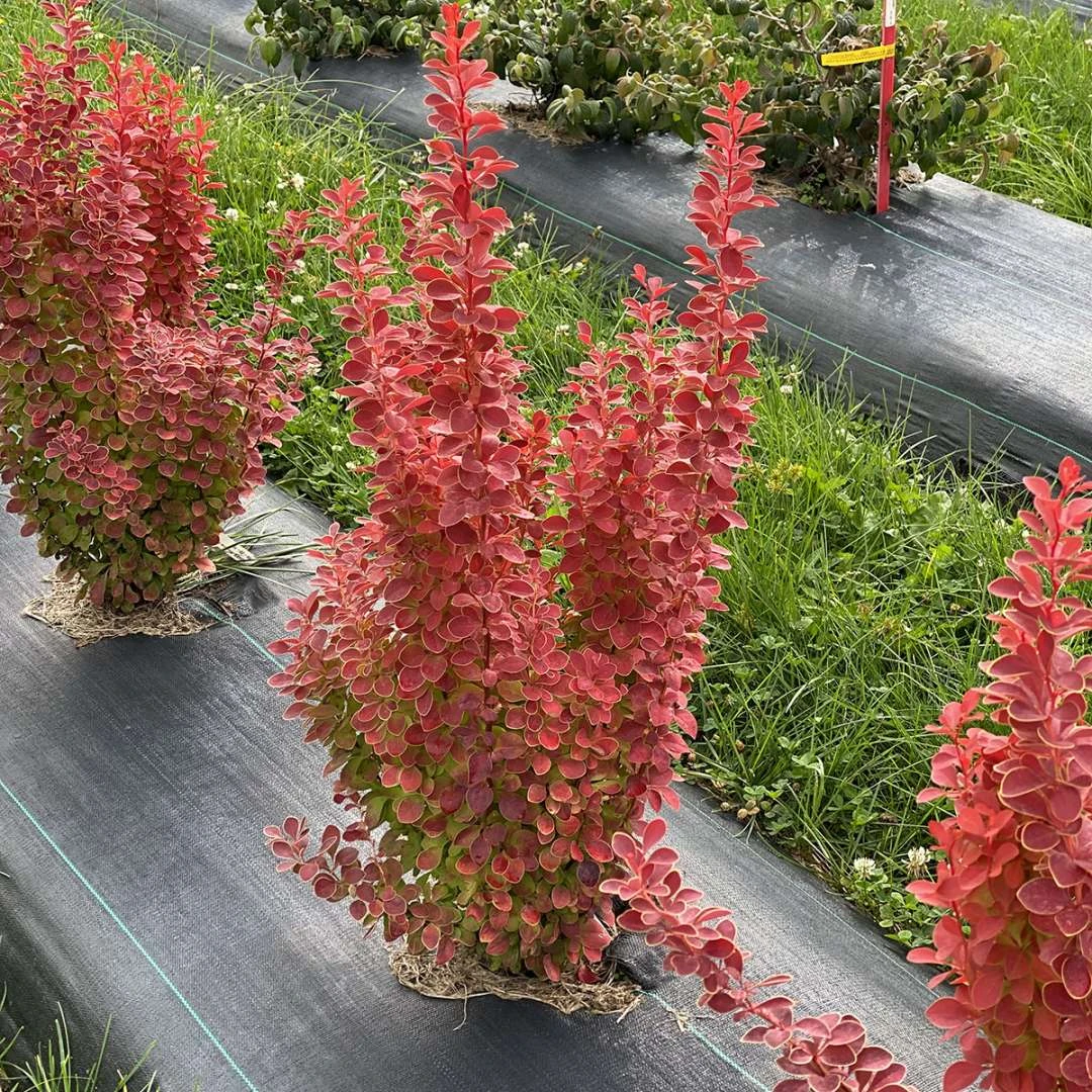 SUNJOY ORANGE PILLAR™ - Barberry - Berberis- Proven Winners - 4" Pot - Image 2