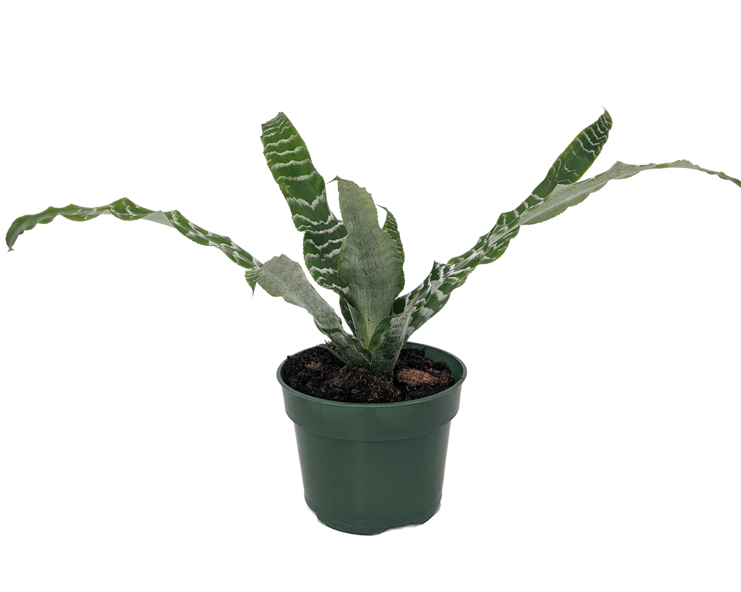 Betty Earth Star Plant - Cryptanthus - Easy To Grow - 5" Pot - Image 2