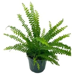 Boston Fern, 4 Inch, Nephrolepis Exaltata