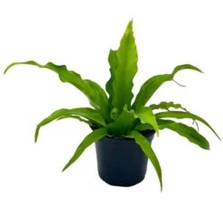Bird's Nest Fern, Crissie, 4 Inch, Asplenium Antiquum, Epiphytic Fern In A 4 Inch Pot, Very Filled Chrissie