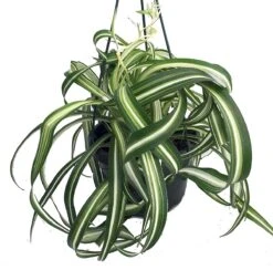 Bonnie Curly Spider Plant - Easy To Grow - Cleans The Air - 6" Hanging Basket