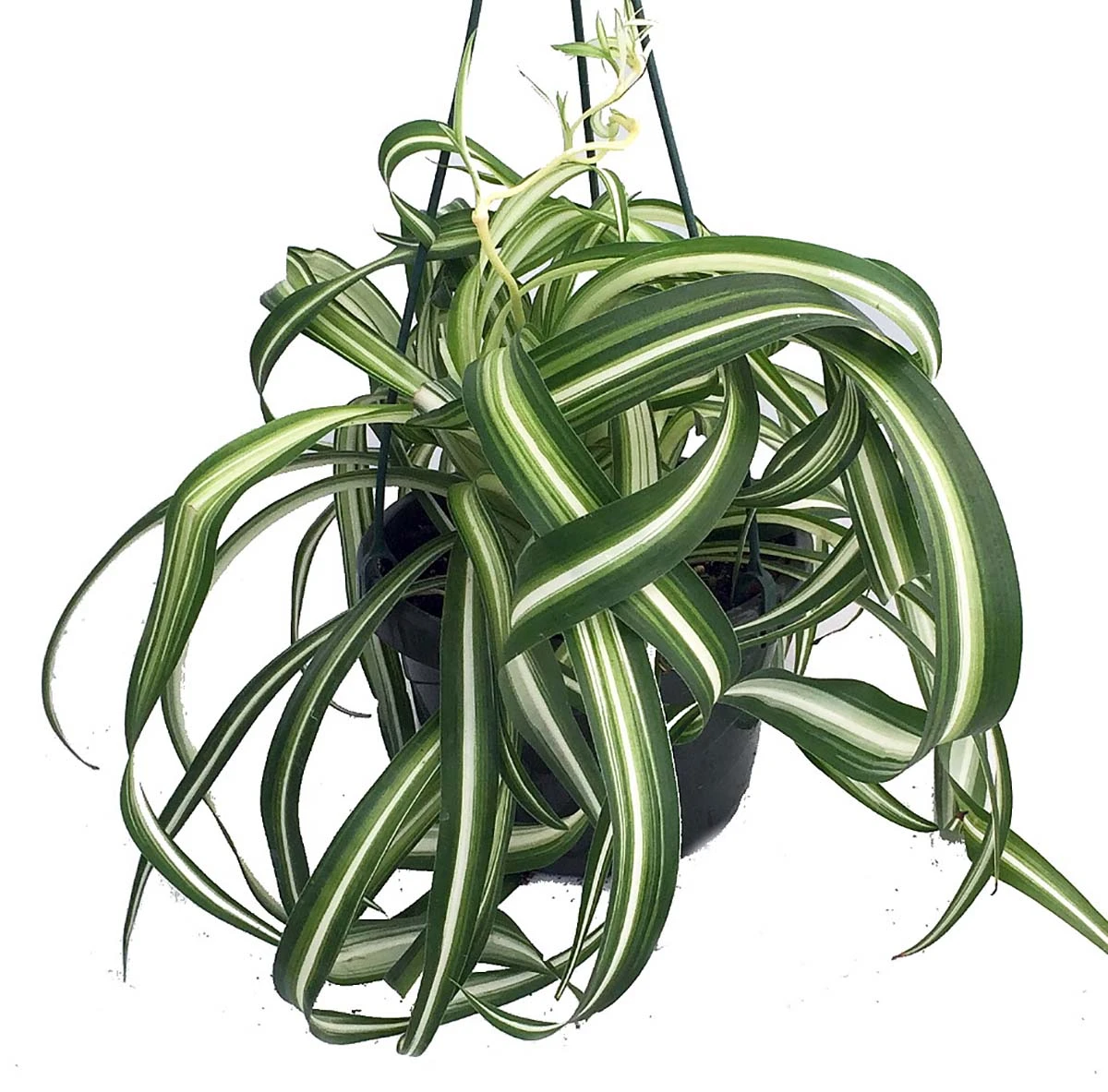 Bonnie Curly Spider Plant - Easy To Grow - Cleans The Air - 6" Hanging Basket