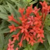Estrellita- Little Star™- Firecracker Bush - Bouvardia - Proven Winners - 4" Pot
